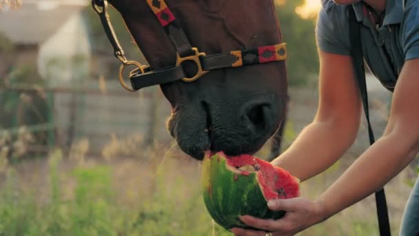 Cuidado com os cavalos. close-up. jovem se alimenta, trata o cavalo com uma deliciosa melancia, ao pôr do sol, na luz do fundo da luz solar quente do verão — Vídeo de Stock