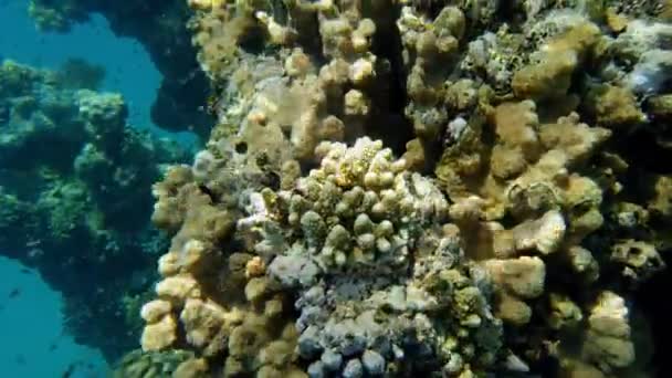 水下珊瑚礁。特写。美丽的水下珊瑚花园,在阳光下,有着无数五彩斑斓、闪闪发光、异国情调的珊瑚礁鱼.海洋生物。海洋世界. — 图库视频影像