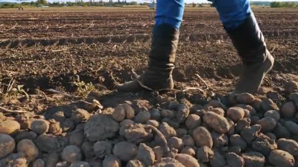 Farmer w butach spaceruje po polu. zbliżenie. nogi w butach hodowlanych. zbiorów ziemniaków. pola rolne. o zachodzie słońca — Wideo stockowe