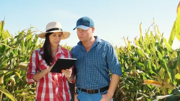 Кукурудзяна плантація. кукурудзяне поле. Два фермери, з цифровим планшетом, стоять і говорять, між зеленими кукурудзяними рядами посеред кукурудзяного поля. Агробізнес. Кукурудзяна ферма. Час збору . — стокове відео