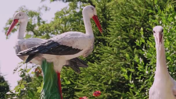 Bílý čáp. detailní záběr. Živý pták, bílý čáp kráčí vedle sochy dvou čápů. Pták bílý čáp. ciconia ciconia. — Stock video