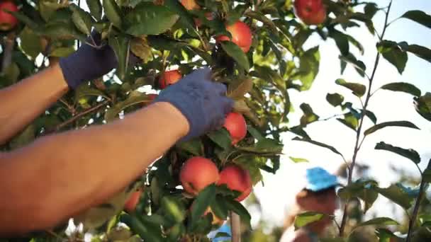 Äppelskörd. ekologisk frukt. Äppelodling. närbild. plocka äppelskörd. Trädgårdsarbete. Ekologisk mat. Äpplen i soleruption. ekoträdgård. — Stockvideo