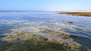 Dalgalar. Kızıldeniz sahili alçak gelgitte. Yosun ve ölü resif görülebilir..