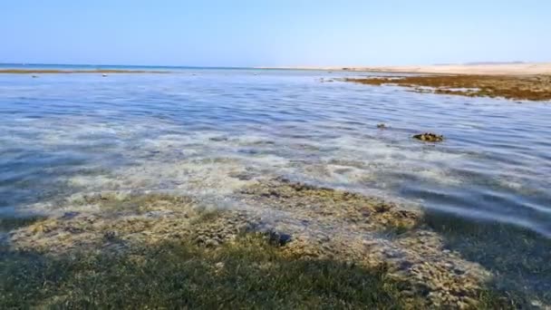 Maré baixa. praia de mar vermelho na maré baixa. algas e recifes mortos são visíveis. — Vídeo de Stock
