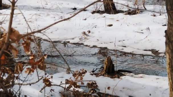 Spring thaw in the forest. snow melts on a sunny spring day. forest water streams quickly carry melting snow water — Stockvideo