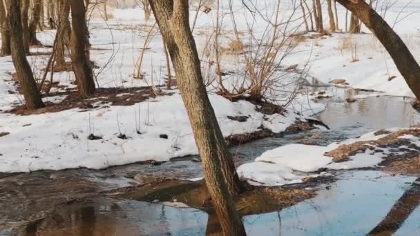 Spring thaw in the forest. snow melts on a sunny spring day. forest water streams quickly carry melting snow water — Stockvideo