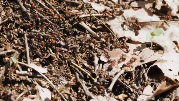 Муравьи. крупным планом. многие муравьи ползают по поверхности больного — стоковое видео