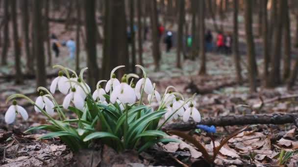 Krople śniegu w lesie. wiosenny las. Kwitnące krople śniegu. turyści przychodzą zobaczyć kwitnące opady śniegu, wczesną wiosną. — Wideo stockowe