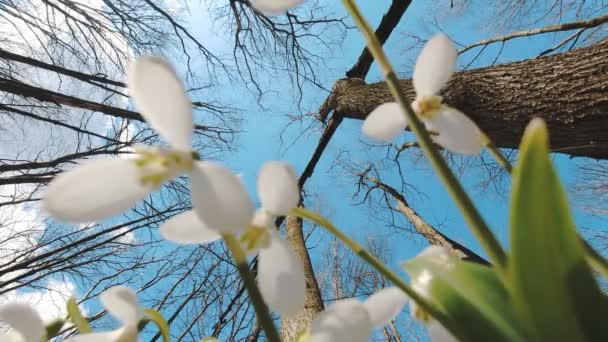 Snowdrops in the forest. spring forest. flowering snowdrops. blooming snowdrops against the blue sky and bare tree branches. early spring. bottom view. — Video Stock