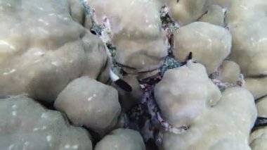 Su altı mercan kayalıkları. Yakın plan. Güneş ışığında sayısız küçük resif balığıyla birlikte su altı mercanları. Deniz hayatı. Deniz dünyası. mercan bahçesi cenneti