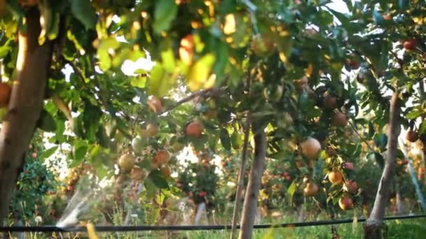 Яблоневый сад оросительная система. крупным планом. ломайте шланг, ломайте систему капельного орошения в яблоневом саду, на закате. Капли брызг воды блестят на солнце. — стоковое видео