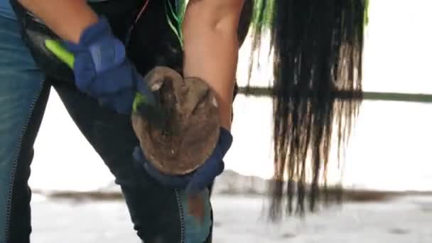 Horse care. close-up. caretaker is cleaning horse hoof, using a hoof pick, scraping off dirt and hay from horse hoof, in a stable. Taking care of pets. Grooming and cleaning horses. — Stockvideo