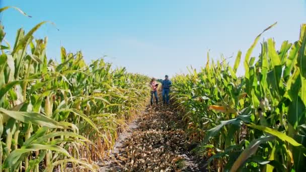Plantation de maïs. champ de maïs. Deux agriculteurs, avec tablette numérique, marchant à travers le champ de maïs, entre les rangées de maïs vert. Fermier avec comprimé. Agro-alimentaire. Une ferme de maïs. Temps de récolte. — Video