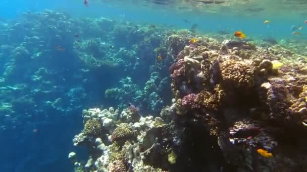 Підводний кораловий риф. Підводні коралові сади з барвистою екзотичною рибою. Морське життя. морський світ. Підводний тропічний рибний і кораловий сад. — стокове відео