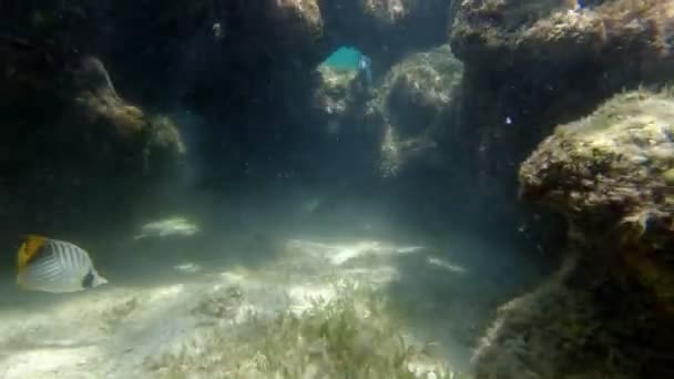 Lecho marino. Primer plano. arrecife de coral muerto bajo el agua, a la luz del sol, con extraños y exóticos peces tropicales. Vida marina. mundo del mar. — Vídeo de stock