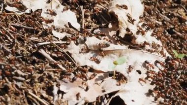 Karıncalar. Yakın plan. Birçok karınca karınca yuvasının yüzeyinde sürünür.