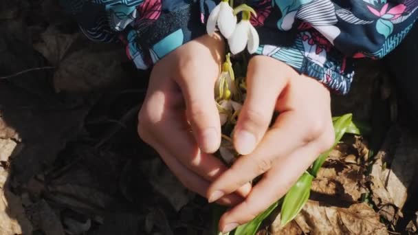 Snowdrops in the forest. flowering snowdrops. close-up. childs hands, palms are huging blooming white snowdrops, in forest. early spring, sunny day. — Stockvideo