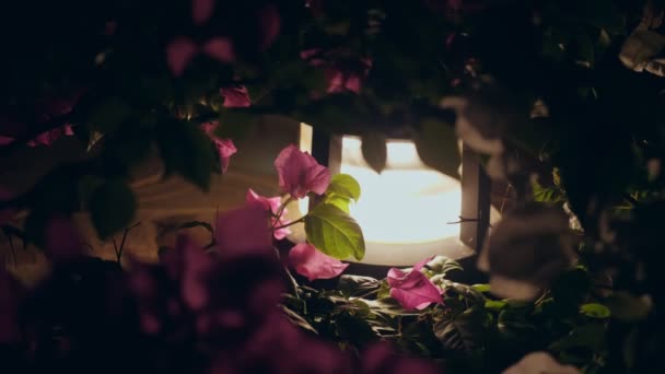 Solar powered garden lantern. low garden lantern shines brightly at night, highlighting the beautiful pink bougainvillea flowers in the garden. — Stock Video