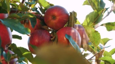 Elma hasatı Yakın plan. Kırmızı, olgun, sulu elmalar bir ağaç dalında asılı, bahçede, gün ışığında. Güzelce örülmüş örümcek ağı güneşte parıldıyor. Elma yetiştiriciliği. organik meyve.