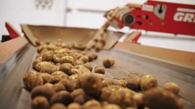 Patates hasadı. Yakın plan. Taze toplanmış patatesler taşıma bandında hareket ediyor. Otomatik tarım. tarım teknolojileri.