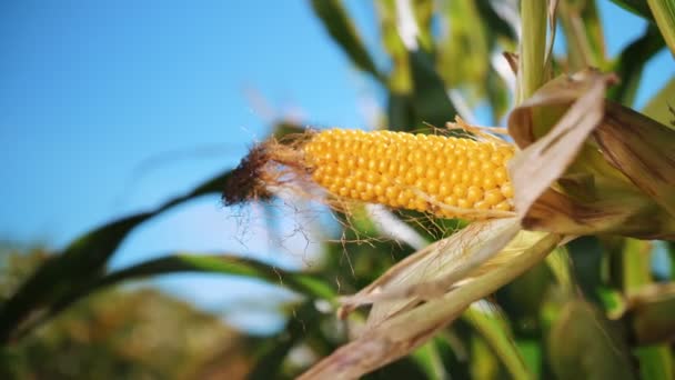 Corn cob. corn plantation. cornfield. close-up. ripe yellow corn cob ready to harvest. corn seeds. in sun rays, against blue sky backdrop. Agribusiness. Harvest time. — 비디오