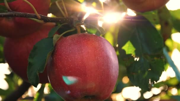 Appels. biologisch fruit. appelteelt. close-up. verse appels groeien op takken, in zonnevlam, in boomgaard. eco tuin. Tuinieren. biologisch voedsel. appeloogst — Stockvideo