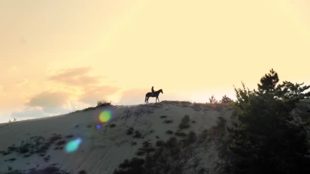Equitazione. Equitazione. Silhouette di cavallerizza è a cavallo su una collina sabbiosa, torreggiante sulla pineta, al tramonto, in caldi raggi di sole estivi. tramonto cielo sfondo — Video Stock