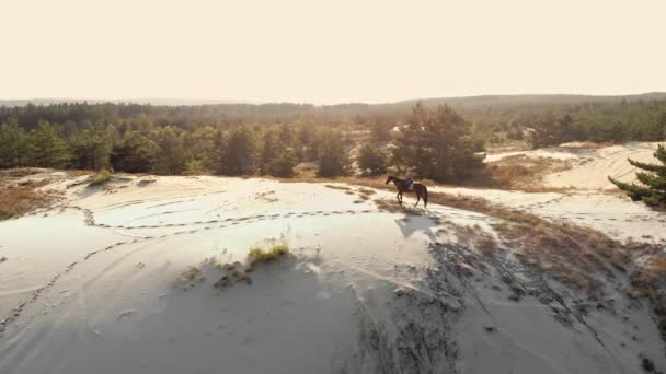 말타기. 동등 함. 아레로. 위에서 본 모습. 말 과 기수의 실루엣이야. 모래 언덕에서, 소나무 숲 위로, 해질 녘, 태양 광선 아래서 말을 타고 가고 있는 여성. — 비디오