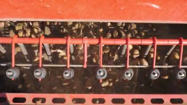 Sklizeň brambor. Sklizeň brambor. detailní záběr. mechanizovaný proces sklizně brambor na zemědělském pozemku za použití speciálního zemědělského vybavení. — Stock video