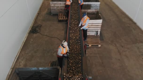 CHERKASSY, UKRAJINA, 24. září 2021: třídění brambor. dělníci třídí a porážejí čerstvě sklizené brambory na pásovém dopravníku ve skladu. sklizeň brambor. výrobní linka pro třídění brambor — Stock video