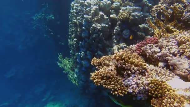 Barriera corallina subacquea. Giardino di coralli sottomarini paesaggio marino con pesci esotici colorati. La vita marina. mondo marino. Pesci tropicali subacquei e giardino di coralli. — Video Stock