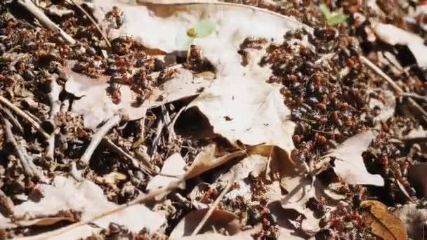 Mravenci. detailní záběr. mnoho mravenců se plazí po povrchu mraveniště — Stock video
