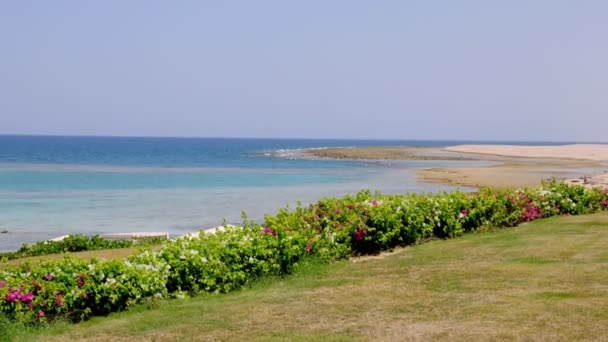 Τοπίο. περιοχή ξενοδοχείου, γκαζόν, στην παραλία. χαμηλή παλίρροια στην παραλία της κόκκινης θάλασσας. ζεστή καλοκαιρινή μέρα. — Αρχείο Βίντεο