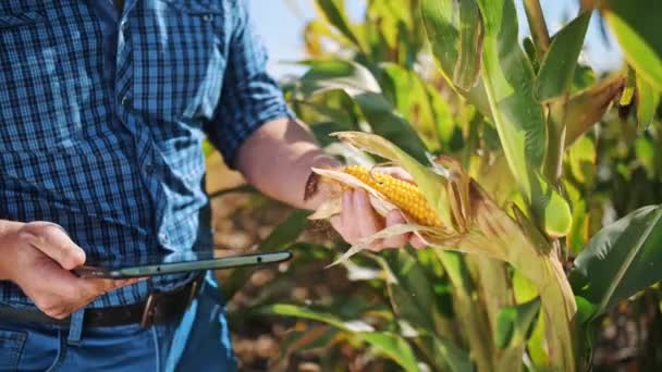 Plantacja kukurydzy. zbliżenie. Rolnik sprawdza jakość, dojrzałość kukurydzy, przy użyciu tabletu cyfrowego, bada uprawy kukurydzy przed zbiorami. Agrobiznes. Farma kukurydzy. Czas zbiorów. — Wideo stockowe