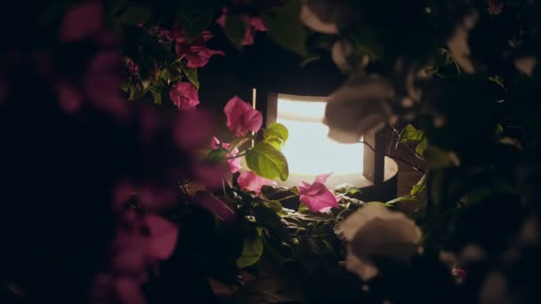 Solar powered garden lantern. low garden lantern shines brightly at night, highlighting the beautiful pink bougainvillea flowers in the garden. — Stock Video