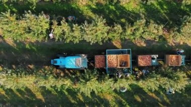 Elma yetiştiriciliği. Elma hasatı Elma ağaçları. Elma hasadı. Elma bahçesi. Aero, üst manzara. organik gıda.