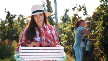 Elma hasadı. Çiftçi. organik meyve. Elma yetiştiriciliği. Elma hasadı. Bahçıvanlık. organik gıda. Eko bahçesi. İşçiler meyve bahçesinden olgun elma topluyor.,
