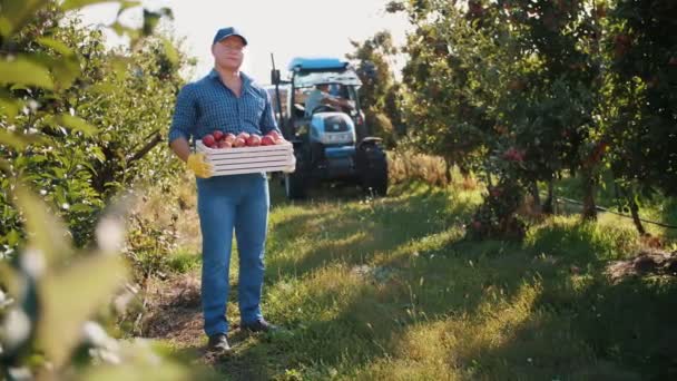 Appeloogst. boer. werknemers plukken rijpe appels in boomgaard. Tuinieren. biologisch fruit. appeloogst plukken. appelteelt. biologisch voedsel. eco-tuin. — Stockvideo