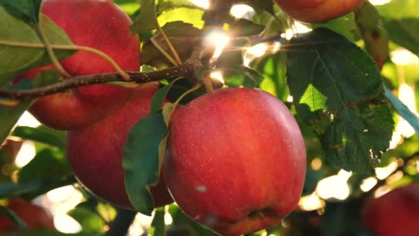 Appels. biologisch fruit. appelteelt. close-up. verse appels groeien op takken, in zonnevlam, in boomgaard. eco tuin. Tuinieren. biologisch voedsel. appeloogst — Stockvideo