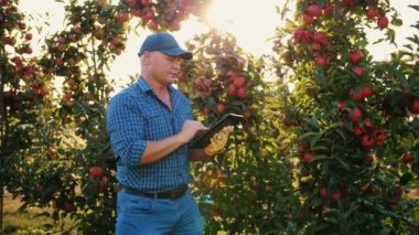 Elma hasadı. Tabletli çiftçi. Hasat teftişi. Tarım uzmanı, gün batımında elma bahçesinde çalışırken dijital tablet kullanıyor. Tarım teknolojisi.