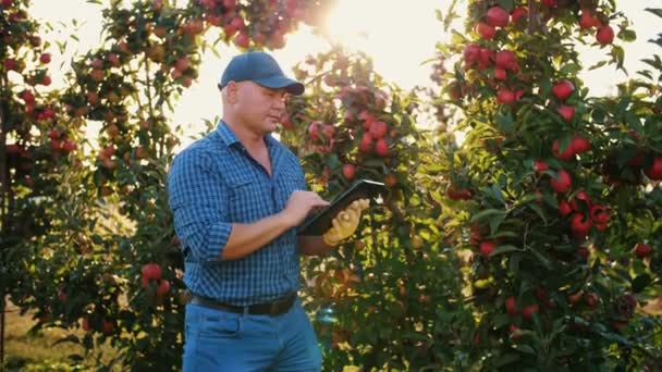 Cosecha de manzanas. granjero con tableta. Inspección de cosecha. agrónomo está utilizando tableta digital, mientras que el trabajo en huerto de manzana, a la luz del sol, al atardecer. Tecnología agroindustrial. — Vídeo de stock