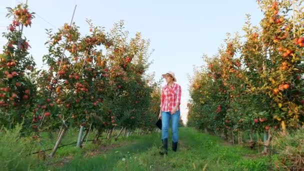Colheita de maçãs. agricultor com comprimido. agricultora, em camisa xadrez e chapéu, com tablet digital nas mãos, caminhando ao longo de fileiras de macieiras maduras, em pomar de maçã, ao pôr do sol. — Vídeo de Stock