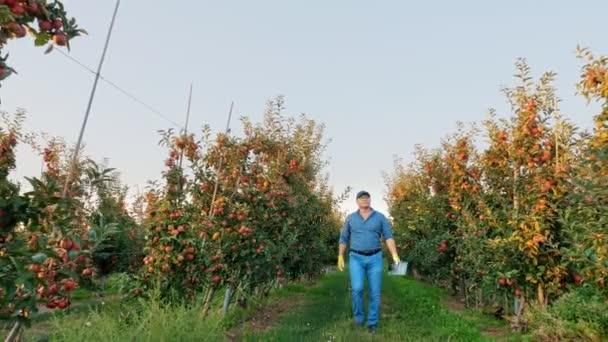 Raccolta delle mele. coltivazione di mele. contadino con tavoletta digitale in mano, cammina lungo filari di meli maturi, nel meleto, al tramonto. — Video Stock