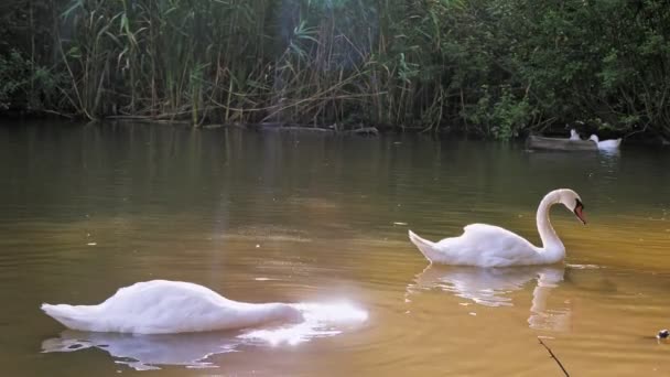 Cisnes pastam em uma lagoa ou lago, ao pôr do sol, ao sol. close-up. Verão. Parque da cidade. patos e cisnes estão forrageando no fundo de uma lagoa. — Vídeo de Stock