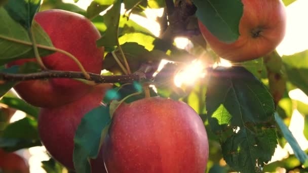 Apples. organic fruit. apple farming. close-up. fresh apples grow on branch, in sun flare, in orchard. eco garden. Gardening. organic food. apple harvest — Stock Video