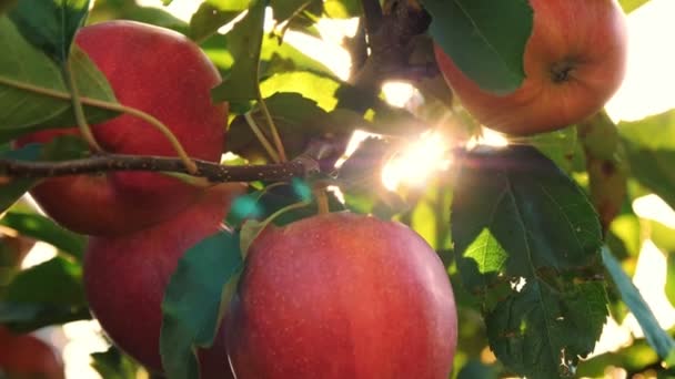 Äpfel. Bio-Obst. Apfelanbau. Nahaufnahme. frische Äpfel wachsen an Zweigen, in der Sonne, im Obstgarten. Ökogarten. Gartenarbeit. Bio-Lebensmittel. Apfelernte — Stockvideo