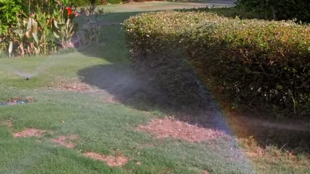 Irrigation d'herbe. Système d'irrigation de pelouse. arroseur de pelouse. système d'irrigation. arroseurs d'eau fonctionnent, arrosage pelouse herbe dans le jardin. — Video