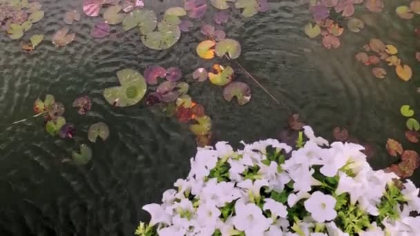 Ανθισμένες πετούνιες. νερό λίμνης Λίλη. Λίμνη Λότους. Πολύχρωμο καλοκαιρινό κήπο λίμνη με κρίνο και λουλούδια πετούνια. Κοντινό πλάνο. Διαμόρφωση τοπίου, σχέδιο λουλουδιών. Βοτανικός Κήπος. δενδρολίβανο. — Αρχείο Βίντεο