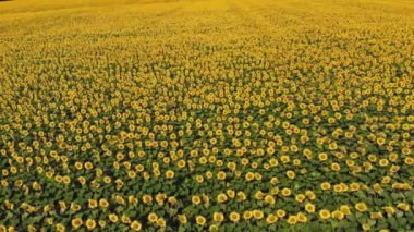Ayçiçeği tarlası. Havacılık. Üst Manzara. Hava aracı videosu. Ayçiçeği tarlalarının üzerinde uçan. Çiftlik arazisinde parlak sarı ayçiçekleri açıyor. Yaz günü. Tarım.