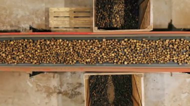 Patates hasadı. Üst Manzara. Yeni toplanmış, sıralanmış patates çubukları depodaki bir taşıma bandı makinesinde hareket ediyor. Otomatik tarım. tarım teknolojileri.